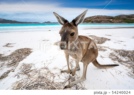 Kangaroo at Lucky Bay in the Cape Le Grand 54240024