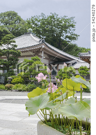 弘誓院の本堂(横浜市南区睦町) 弘誓院の本堂(横浜市南区睦町) 54240279
