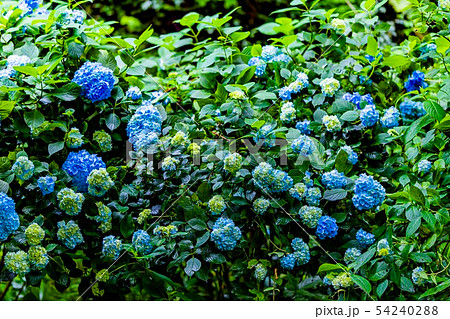 紫陽花 紫陽花 54240288