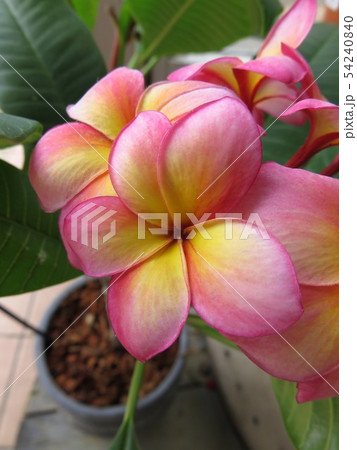 プルメリア 54240840