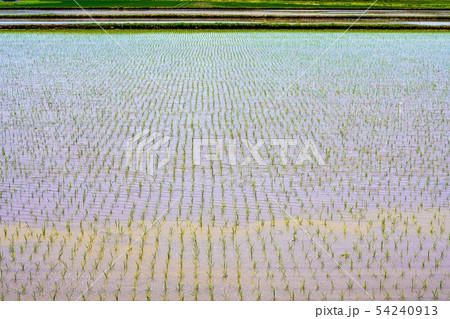 稲を植えられた水田 稲を植えられた水田 54240913