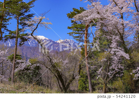 【山梨県韮崎市】春の新府城本丸跡と南アルプス 【山梨県韮崎市】春の新府城本丸跡と南アルプス 54241120