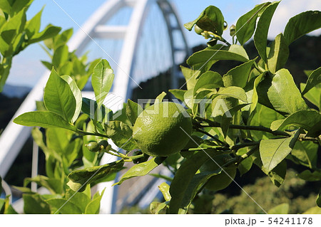 瀬戸内レモン 瀬戸内レモン 54241178
