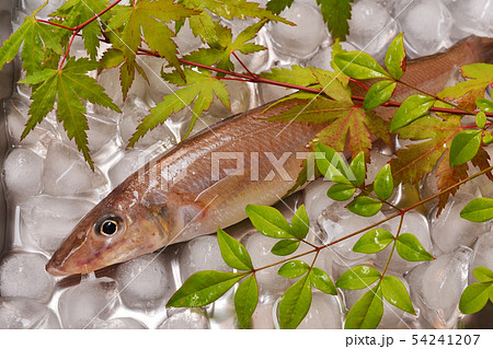 夏が旬の鱚（きす） 54241207