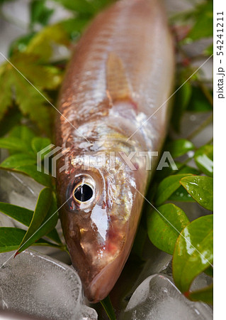 夏が旬の鱚(きす) 夏が旬の鱚(きす) 54241211