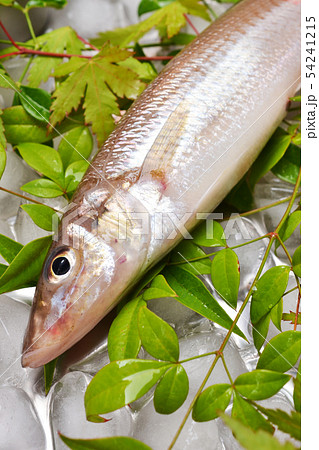 夏が旬の鱚（きす） 54241215
