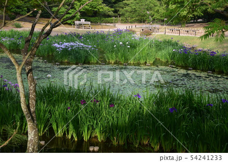 名勝栗林公園の群鴨池 54241233