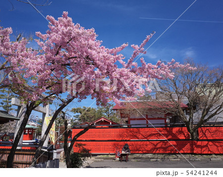 車折神社　桜 54241244