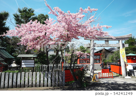 車折神社　鳥居と桜 54241249