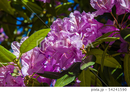 Porto Botanical Garden, Portugal 54241590