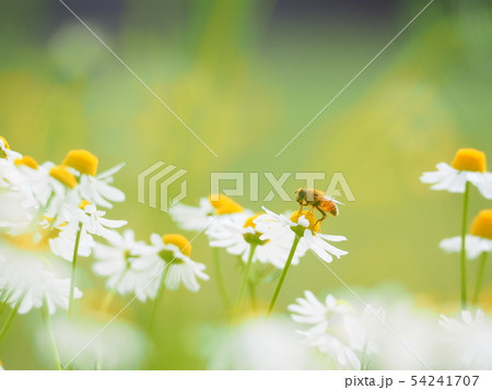カモミール 54241707