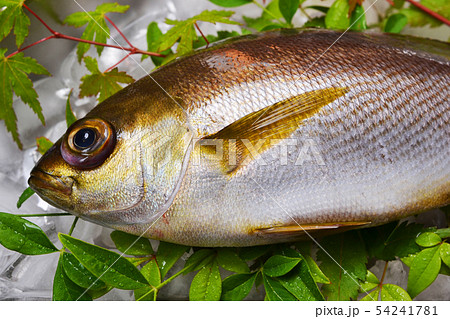 関いさき入荷 54241781