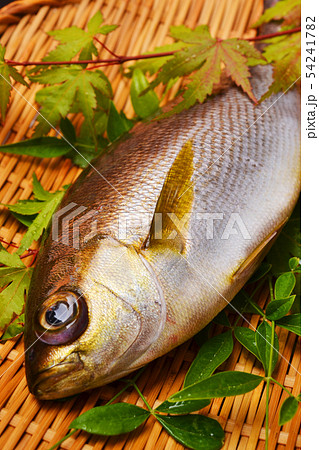 関いさき入荷 54241782