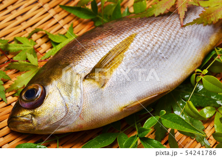 関いさき入荷 54241786