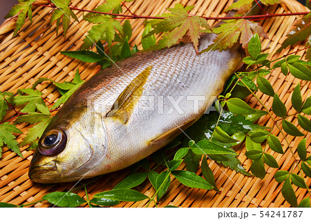 関いさき入荷 54241787