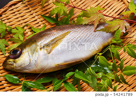 関いさき入荷 54241789