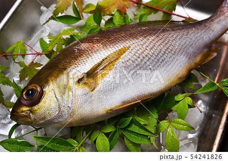 関いさき入荷 関いさき入荷 54241826