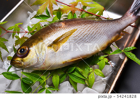 関いさき入荷 54241828