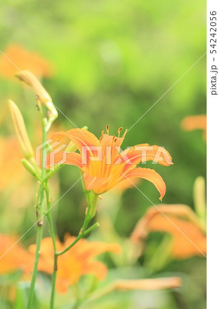 初夏のオレンジ色 54242056