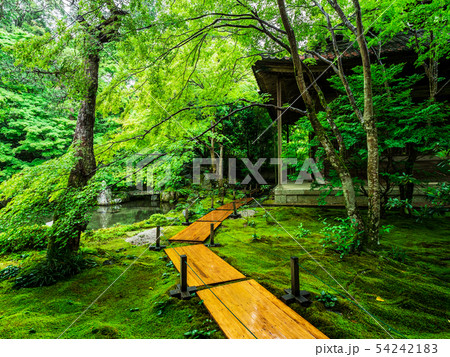 春の京都 蓮華寺 春の京都 蓮華寺 54242183