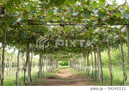 Bunch of grapes on a vine 54243112