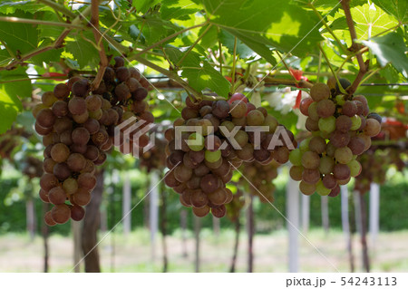Bunch of grapes on a vine Bunch of grapes on a vine 54243113