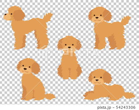 Whole Body Illustration Set Of Dog Poodle Stock Illustration