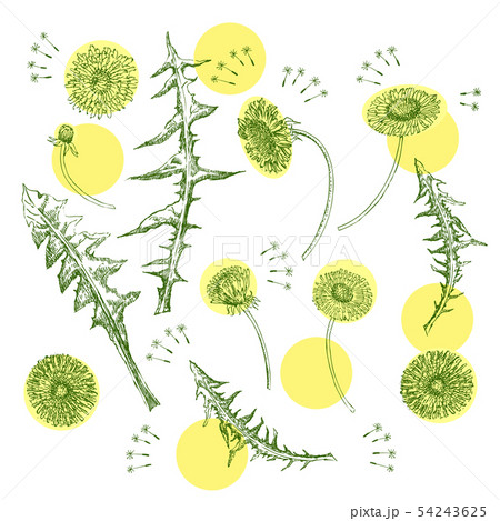 Dandelions Flowers Seamless Pattern.  Hand drawn sketches 54243625