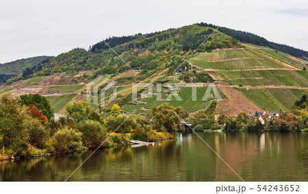 The vineyards along the river Moselle,Germany 54243652