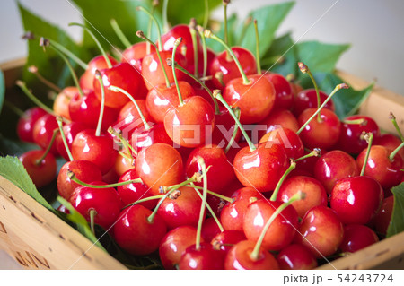 サクランボ・佐藤錦 サクランボ・佐藤錦 54243724