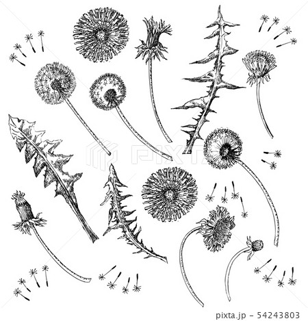 Dandelions Flowers Seamless Pattern. Hand drawn sketches. Dandelions Flowers Seamless Pattern. Hand drawn sketches. 54243803