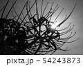 曼珠沙華 54243873