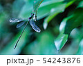 とんぼ 54243876