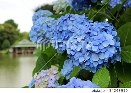 清澄庭園に咲く紫陽花と涼亭（6月）東京都江東区 54243919