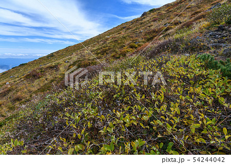 鳥海山の草紅葉 鳥海山の草紅葉 54244042