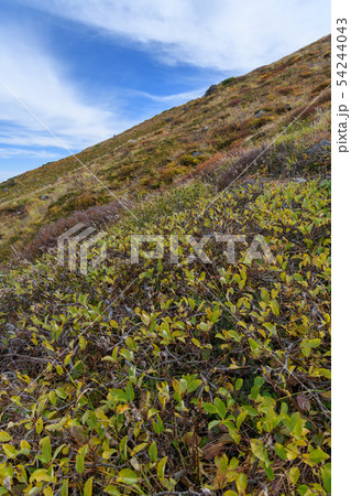 鳥海山の草紅葉 54244043