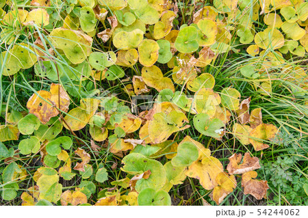 イワイチョウの草紅葉 イワイチョウの草紅葉 54244062
