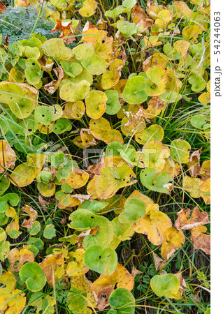 イワイチョウの草紅葉 イワイチョウの草紅葉 54244063