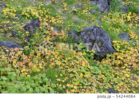 イワイチョウの草紅葉 イワイチョウの草紅葉 54244064