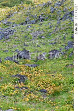 鳥海山の草紅葉 54244067