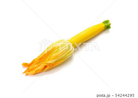 ズッキーニの花 54244295