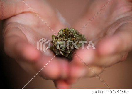dry medical cannabis marijuana hand 54244362