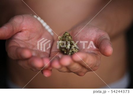 dry medical cannabis marijuana hand 54244373