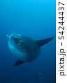 ハタタテダイにクリーニングされるマンボウ 54244437