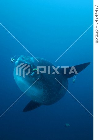 ハタタテダイにクリーニングされるマンボウ ハタタテダイにクリーニングされるマンボウ 54244437