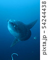 ハタタテダイにクリーニングされるマンボウ 54244438