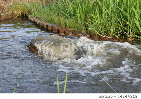 あやめ池 54244518