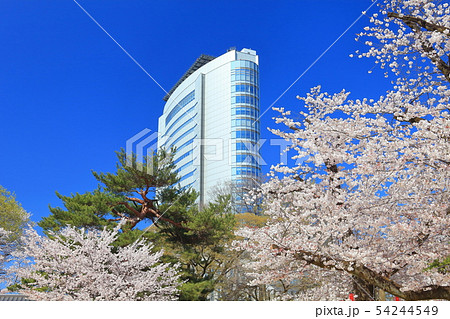 【群馬県】高崎公園の満開桜と高崎市役所 【群馬県】高崎公園の満開桜と高崎市役所 54244549