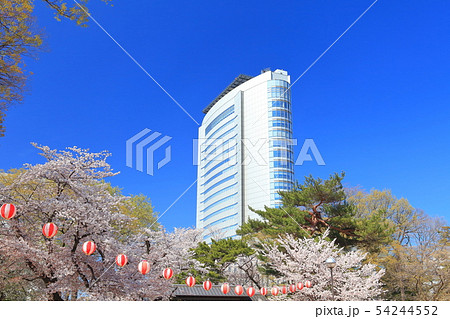 【群馬県】高崎公園の満開桜と高崎市役所 54244552
