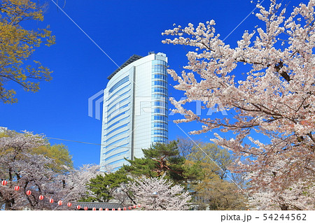 【群馬県】高崎公園の満開桜と高崎市役所 54244562